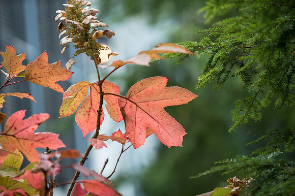 TriGetty_Landscape_Design_Fort_Wayne_IN_Fall-40